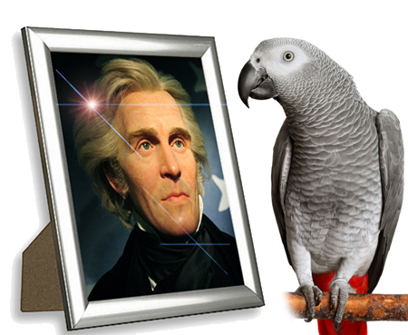 Image result for James Madison had a pet parrot who outlived both him and his wife.