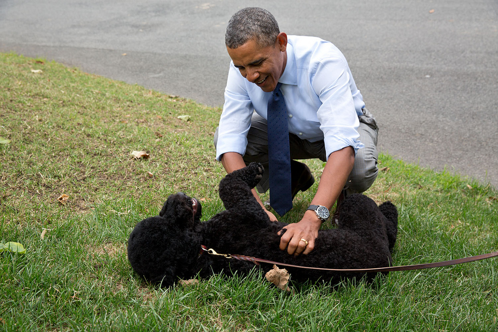 Afbeeldingsresultaat voor obama dog